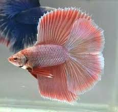 Pin By Artisignis On Bettabenthailand Betta Betta Fish Care Freshwater Aquarium Fish