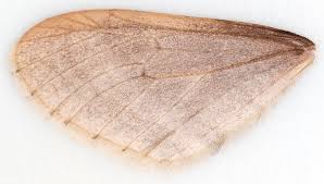 Image result for Operophtera fagata