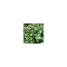 We did not find results for: Buy Portulaca Plant Online At Lowest Price