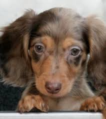 Elevage D Hollywood Teckel Eleveur De Chiens Teckel Poil Long Chiot Teckel Eleveur De Chien Teckel