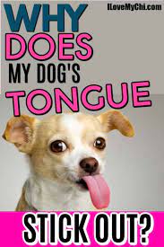 Why Does My Dog S Tongue Stick Out I Love My Chi
