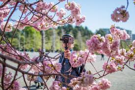 Blossom is the flowers that appear on a tree before the fruit. The Beautiful Meaning Behind Japan S Many Words For Cherry Blossoms The Creative Adventurer