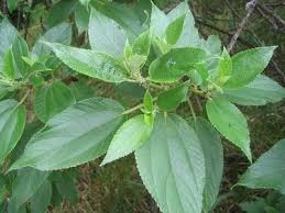 Image result for Pouzolzia