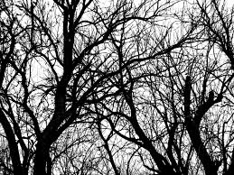 Black and white photos of trees. Free Black And White Tree Branch Plant Nature Texture Texture L T