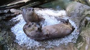 They also spend more time on land than sea otters that rarely ever leave the ocean. Rescued River Otters Have An Ice Cube Party Youtube
