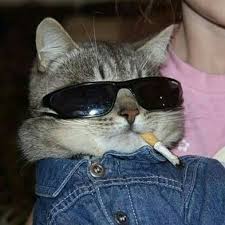 Maybe you would like to learn more about one of these? Trashysoda Cats Cat Memes Cool Cats