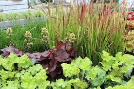 Der herbst ist ja schon von allerlei farben geprägt: Pflanzen Kaufen Fur Balkon Terrasse Und Garten In Greven