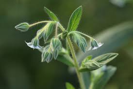 Image result for Trichodesma