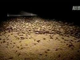 There have been multiple accounts of mice plagues in australia over the years, with the earliest dating back to the late 1800s after the rodent was likely introduced years earlier during the arrival of the first fleet. What Was The Australian Mouse Plague Of 1993 Quora