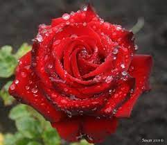 pin on roses