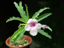 Image result for Pterodiscus aurantiacus