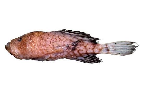 Lophichthys boschmai