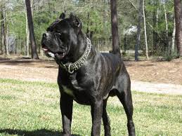 The cane corso pedigree database is and always will be a free service for everybody. Pin Em Pretty