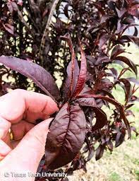 Maybe you would like to learn more about one of these? Purple Leaf Plum Plant Resources Home Ttu