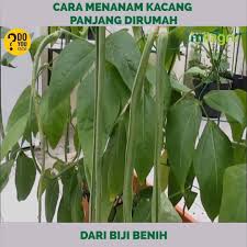 Semakin banyak yang ingin di tanam, maka semakin luas juga lahan yang diperlukan. Baja Milagro Kacang Panjang Tanam Dekat Rumah Je Facebook