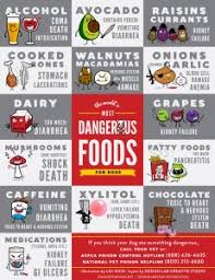 Unfortunately, the food we prepare for ourselves may not be suitable for them. Toxic Foods For Dogs Cats Pet Health Article Texvetpets