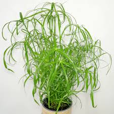 Image result for Cyperus deciduus