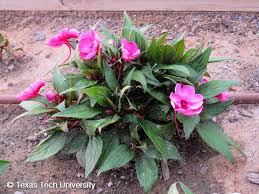 New care hält ihre füße weich und geschmeidig, ihre nägel stark und beugt pilzbefall vor. New Guinea Impatiens Plant Resources Home Ttu