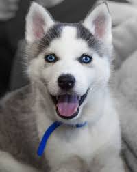 This Happy Lil Guy Who Will Make Your Day With His Lovable Face Chiot Trop Mignon Chiot Husky Mignon