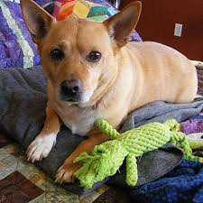 Last Night We Were Talking About How Much Augie Dog Likes His New Toy And How Well It S Holding Up So Far This Morning He Dog Stuffed Animal Dogs Cute Puppies