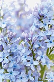 Flieder Wedgewood Blue Bild 2 Flieder Fruhlingsgarten Arten Von Blumen