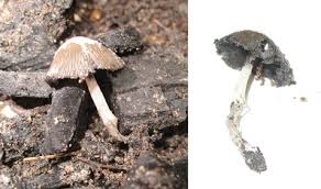 Image result for Coprinus lagopides