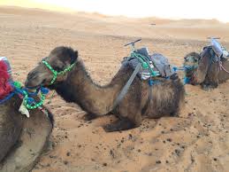 Looking for sentences and phrases with the word camel? Ø®Ù„ÙŠ Ø¯Ø§Ùƒ Ø§Ù„Ø¬Ù…Ù„ Ø±Ø§ÙƒØ¯ Let Sleeping Camels Lie Ramblings Of An Arabic Student
