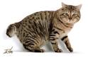 American Bobtail Kittens for Sale & Cats for Adoption ...