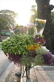 Cảm xúc về mùa hpa loa kèn ở hà nội by phifgo in loa kèn and bách hộp. Hoa Loa Ken Rá»¥c Rá»‹ch Len Phá»' Ha Ná»™i Tin Tá»©c Má»›i Nháº¥t 24h Ä'á»c Bao Lao Ä'á»™ng Online Laodong Vn