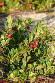 Image result for Uvaria edulis