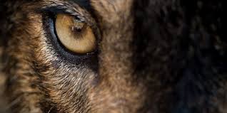 Puppies.co.uk is the uks most ethical place to buy and sell dogs and puppies as well as the number one source of information for dog lovers everywhere. I Am Not Your Sheepdog I Am The Wolf And I Hunt Evil