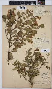 Image result for Gymnosporia maranguensis