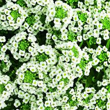 Image result for Allophylus whitei