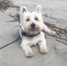 Beach Babe Iloveit Itsmells Thebeachisfun In 2020 Dog Pictures West Highland White Terrier White Terrier