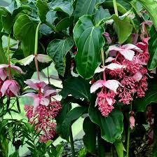 Image result for Hunteria myriantha