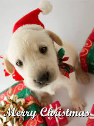 A wide variety of merry christmas dog options are available to you, such as material, apparel & accessory type, and style. Santa Puppy Merry Christmas Card Birthday Greeting Cards By Davia
