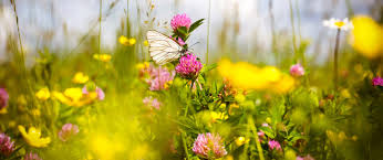 Summer Wildflowers in the UK ...