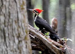 Big black woodpecker with red head. Watching Woodpeckers Accomplished In Backyard With Attractive Offerings