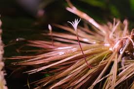 Image result for Blyxa