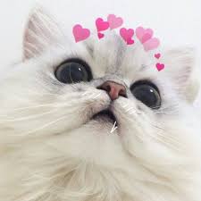 14 Cute Kittens Who Might Just Save The World Kittens Cutest Cute Cat Memes Cute Cats