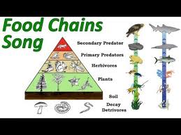 Although a food chain is a part of the food web, there are a few basic differences between the two. 6 4 Food Chains And Food Webs Biology Libretexts