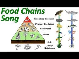 Organisms found on land habitats, such as deserts, grasslands create diagrams of a terrestrial and an aquatic food chain that includes at least four organisms starting with a plant. 6 4 Food Chains And Food Webs Biology Libretexts