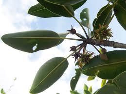 Image result for Mimusops obtusifolia