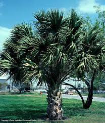 Maybe you would like to learn more about one of these? Texas Native Plants Database