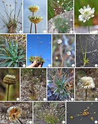 Image result for Eriocaulaceae