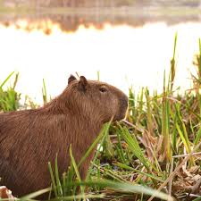 Capybaras are herbivores, and these big rodents like to graze. Keeping And Caring For Capybaras As Pets