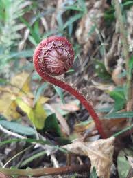 Image result for Blechnum attenuatum