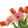 Gerbera daisies are symbolic of innocence, purity and cheerfulness. 3