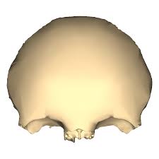 Image result for Frontal Bone