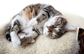 shocking truths behind 11 strange cat